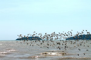 vögel fliegen meer phuket vögel fliegen meer phuket