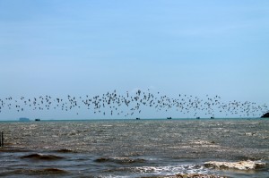 vögel über dem meer phuket thailand vögel über dem meer phuket thailand