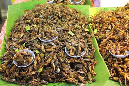 insekten essen thailand