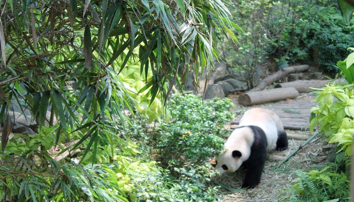 singapur zoo panda
