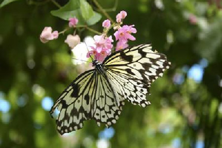 butterfly garden phuket ausflüge
