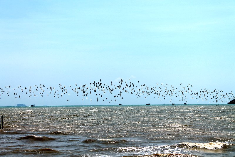 vögel über dem meer phuket thailand